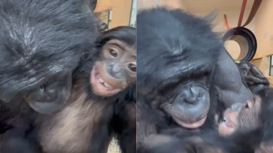 Cena comovente: chimpanzé beija filhote com carinho Cena comovente: chimpanzé beija filhote com carinho