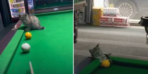 Gato “trapaceiro” viraliza ao ajudar tutor em jogo de sinuca