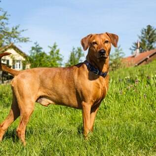 German Pinscher: Saiba mais no Guia de Bichos | Canal do Pet