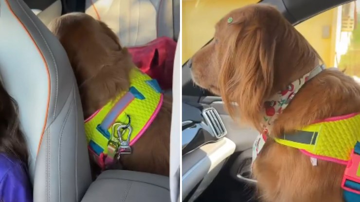Cachorrinha%20faz%20drama%20ap%C3%B3s%20perder%20lugar%20preferido%20no%20carro