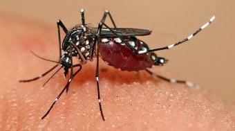 RS registra 225 mortes por dengue em apenas seis meses