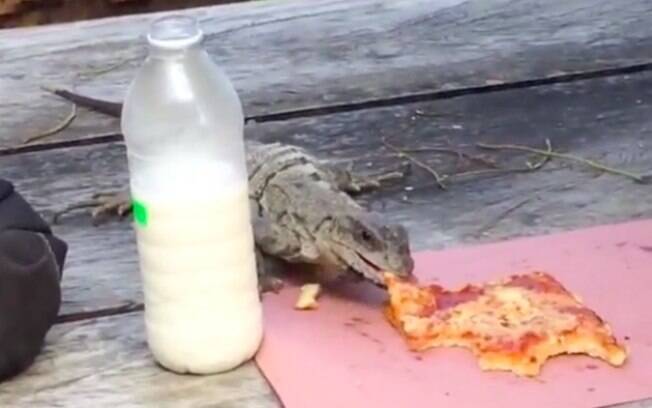 Pega no flagra, iguana roubou pedaço de pizza e, sem nenhuma vergonha, fugiu 