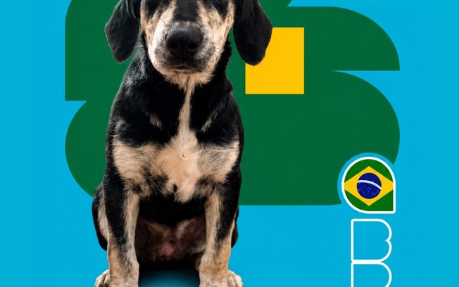 <div>"Cãovocação" coloca pets de canil na disputa por um lar</div> 0aezmwl5jr8pl0cezba5njx3b