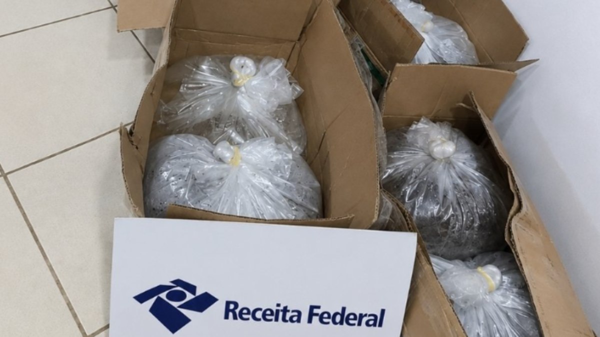 Receita Federal apreende 4 mil peixes ornamentais no Acre