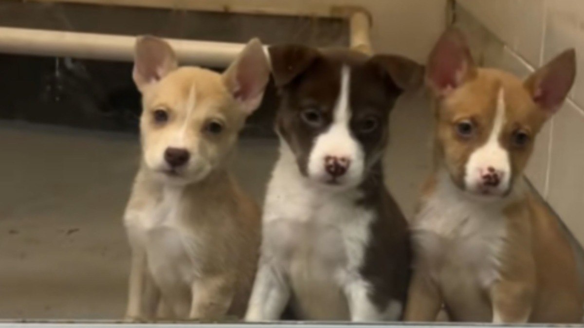 Filhotes%20encantam%20ao%20formar%20fila%20%C3%A0%20espera%20de%20algu%C3%A9m%20em%20abrigo