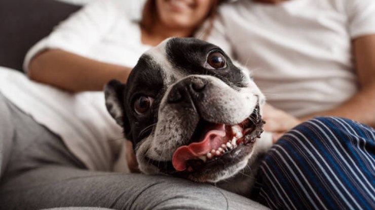 Custódia de pets ganha regras em caso de separação