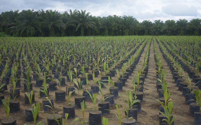 Grupo BBF contibui com agricultura sustentável na Amazônia