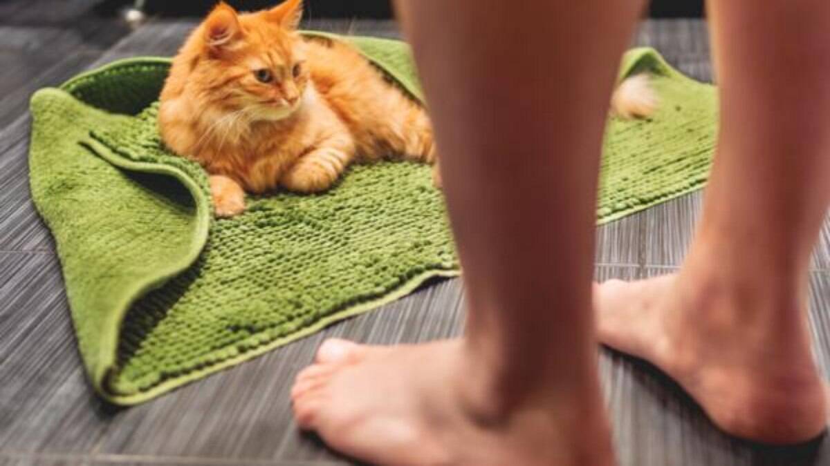 Pets seguem os donos ao banheiro para protegê-los nos momentos ‘vulneráveis’ | Guia de Bichos – [Blog GigaOutlet]