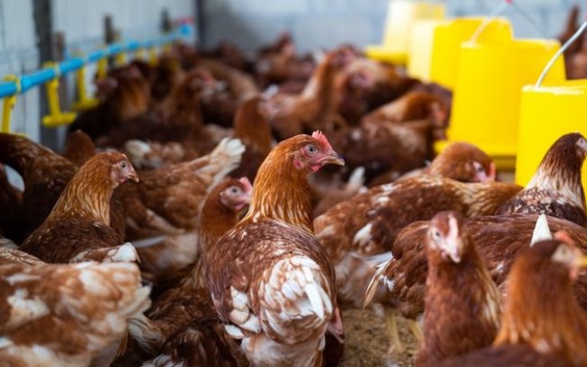 Como granjas de aves ajudam a tornar bactérias mais resistentes