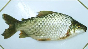 Conhe%C3%A7a%20o%20peixe%20brasileiro%20que%20virou%20estrela%20no%20exterior