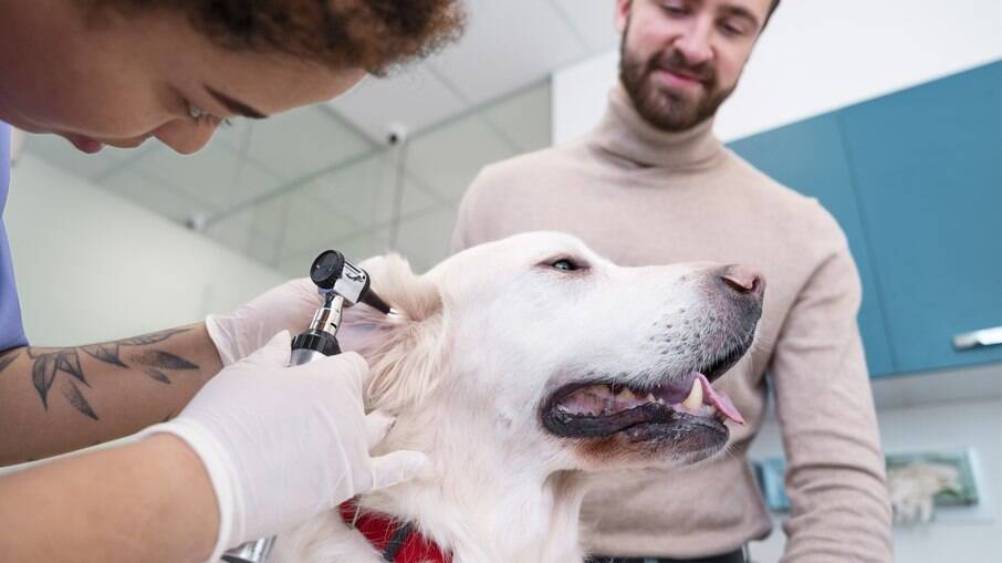 Caso perceba qualquer sinal fora do normal, como cor, cheiro ou excesso de cera, leve o pet ao veterinário imediatamente