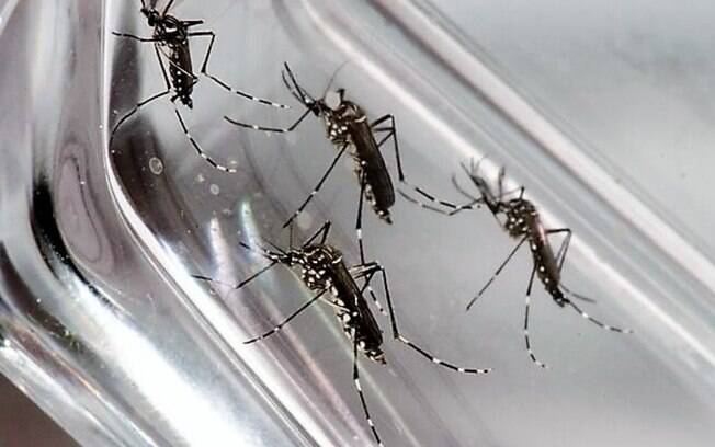 Campinas confirma 25 casos de dengue até o início de fevereiro