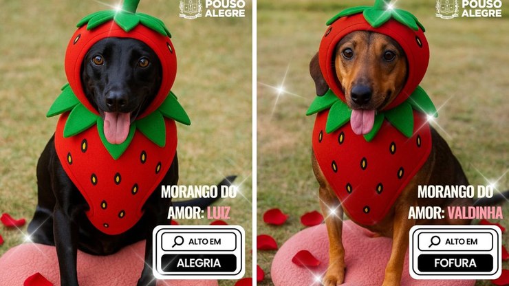 Cães vestidos de Morango do Amor viralizam em campanha de adoção