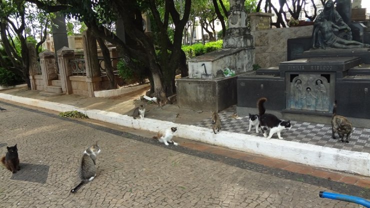 Justiça manda Piracicaba fornecer ração para gatos do cemitério