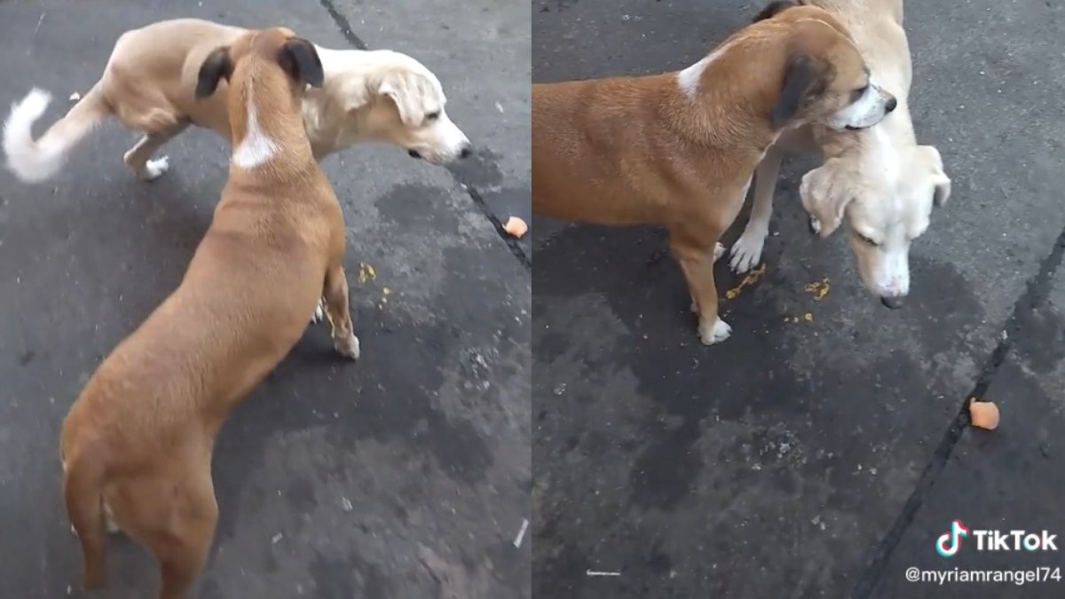 Cachorro ajuda amigo de 3 patas a se coçar