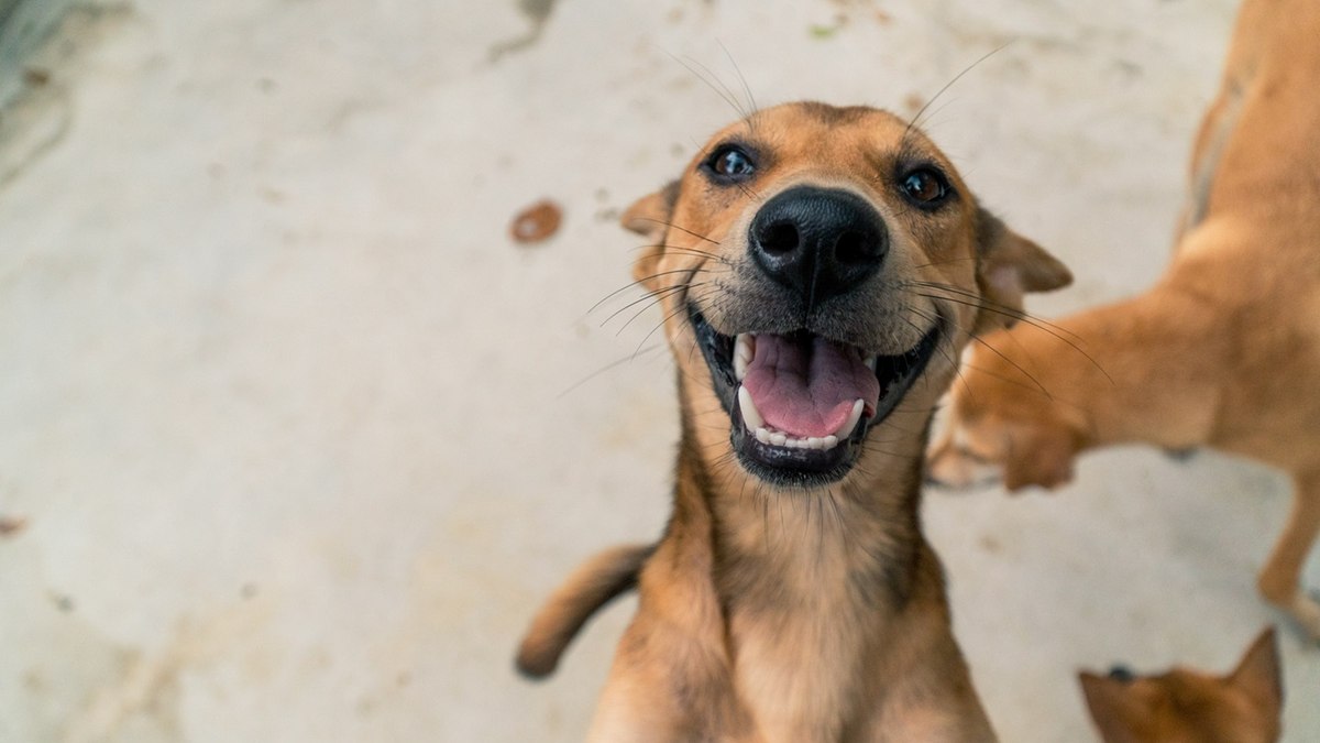 3 curiosidades sobre os pets mais queridos do Brasil