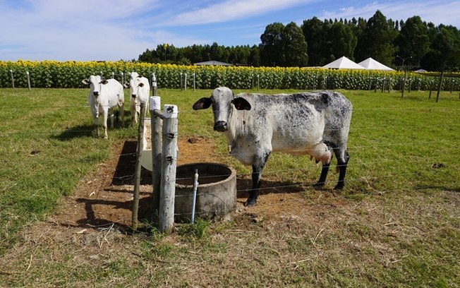 Agronegócio movimentou R$ 6 bilhões no DF em 2023