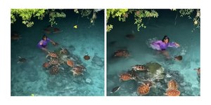 Vídeo mostra mulher atacada por bando de tartarugas marinhas