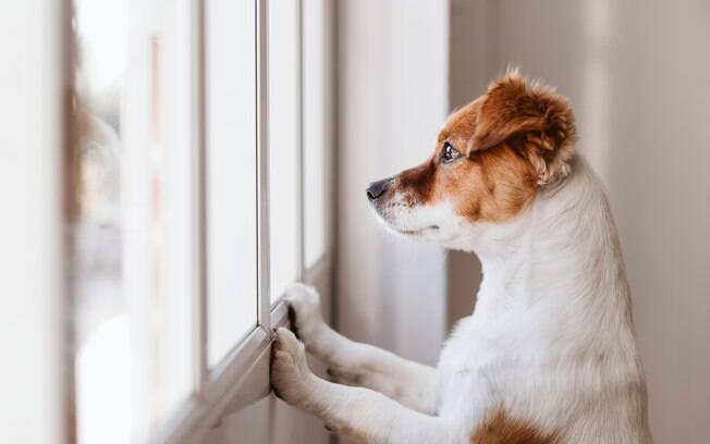 O cachorro que tem ansiedade de separação fica esperando o dono voltar 