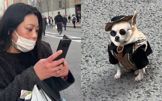 Cãozinho fashion chama atenção no Japão e web se derrete: "Fofo"