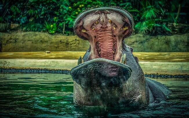 Além da poderosa mordida, os hipopótamos podem esmagar os seres humanos com suas quase três toneladas.