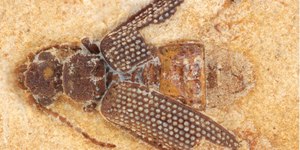Besouro que viveu no Ceará há 113 milhões de anos é descoberto