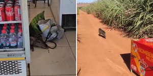 Bombeiros resgatam javali que invadiu açougue; assista