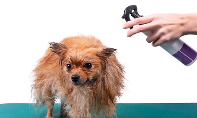 Perfume faz mal para cachorro? Saiba a verdade sobre a questão e proteja o seu pet 