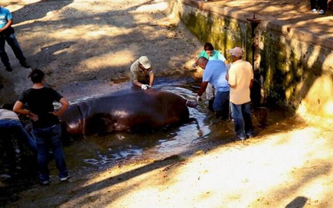 Cuidador do hipopótamo Gustavito notou que o animal estava se comportando de maneira estranha