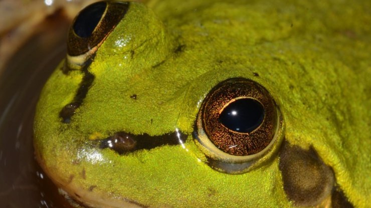 Crise climática ameaça extinguir anfíbios do Pantanal, diz estudo