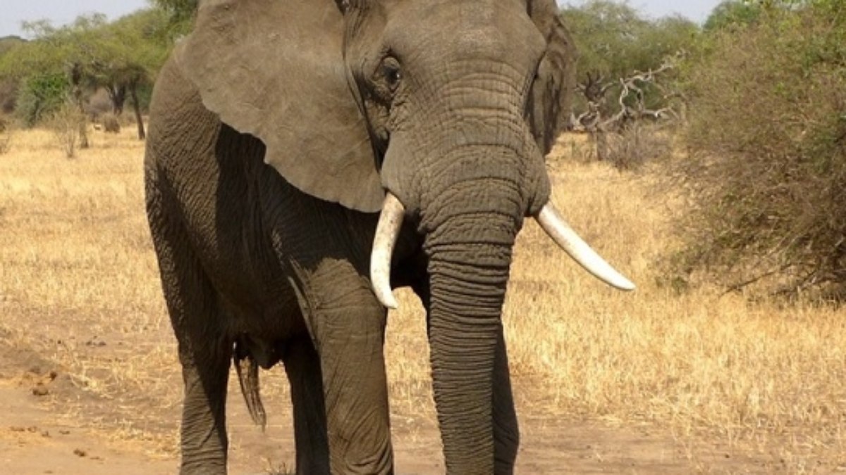 Elefante - Não são poucas as pessoas que têm medo de elefantes, seja por causa do enorme tamanho ou pela força física que eles têm.