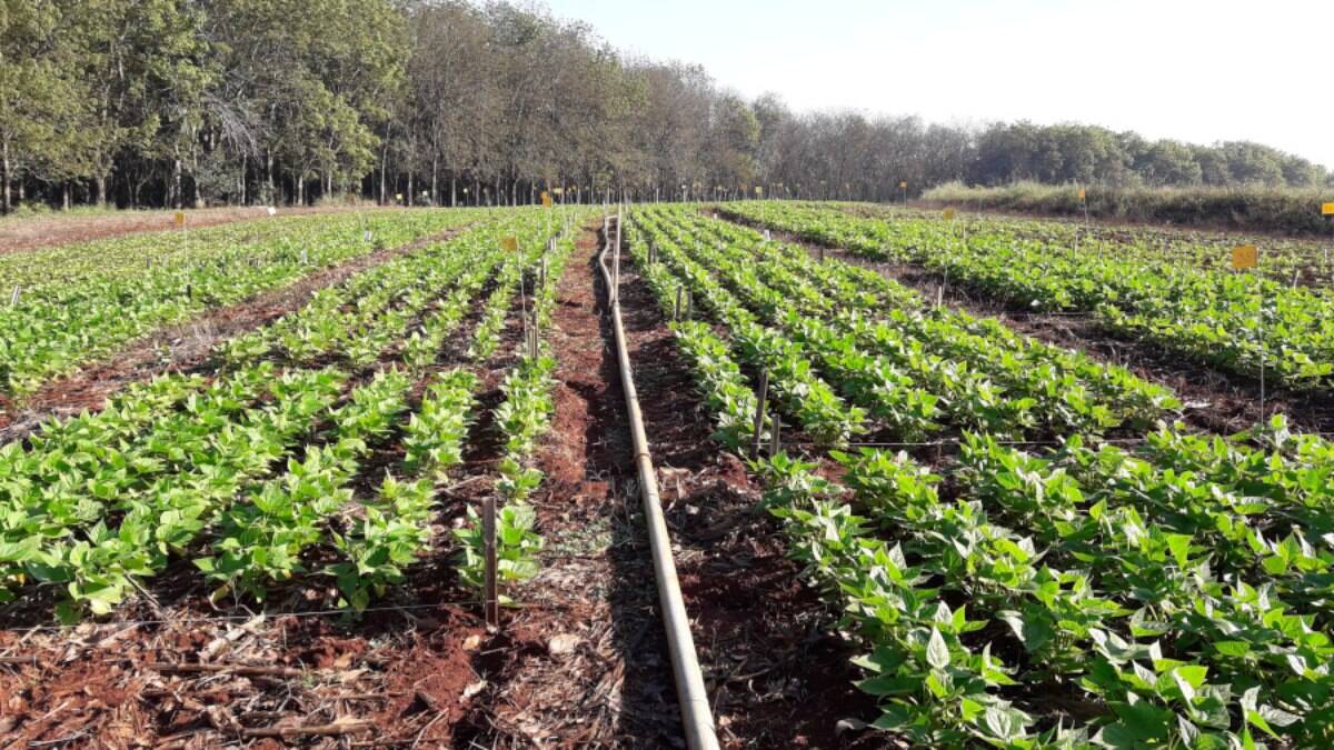 Brasil tem estoque de fertilizantes para três meses, diz associação