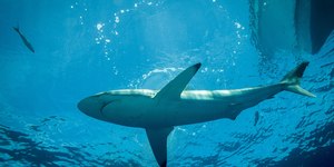 Ilha de Noronha promove adoção de tubarões; saiba como ter o seu