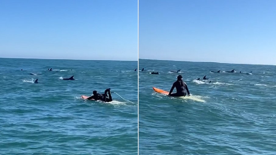 Golfinhos foram flagrados por surfista Golfinhos foram flagrados por surfista