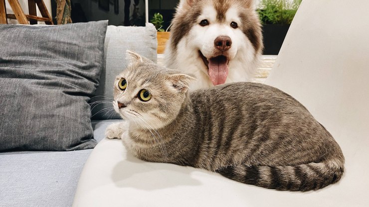 Pesquisa mostra o panorama da saúde de cães e gatos no Brasil