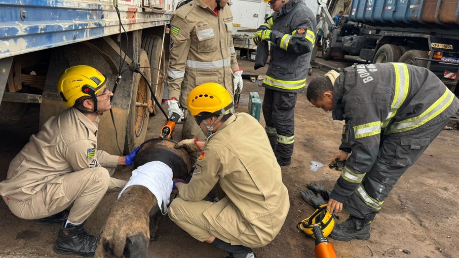 Cadela fica presa em roda de caminhão e mobiliza bombeiros em Goiás Cadela fica presa em roda de caminhão e mobiliza bombeiros em Goiás