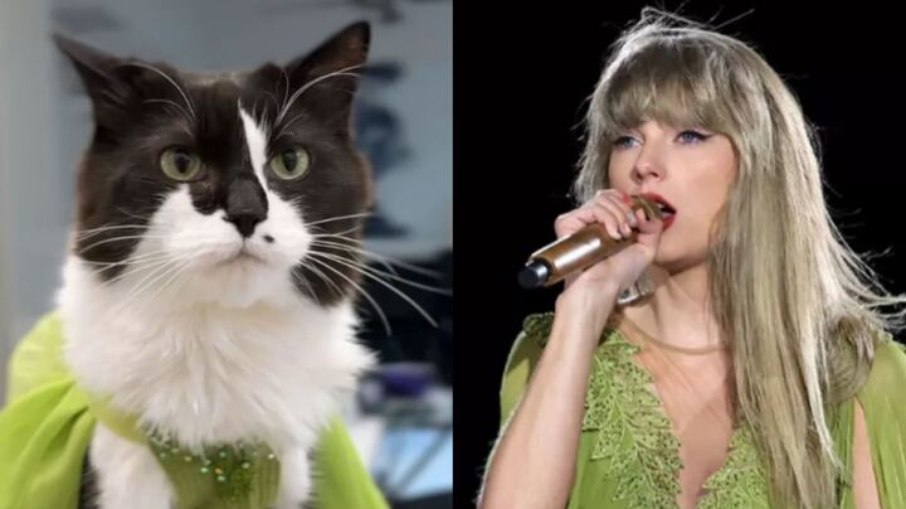 Gato viralizou por usar roupas utlizadas por Taylor Swift em turnê