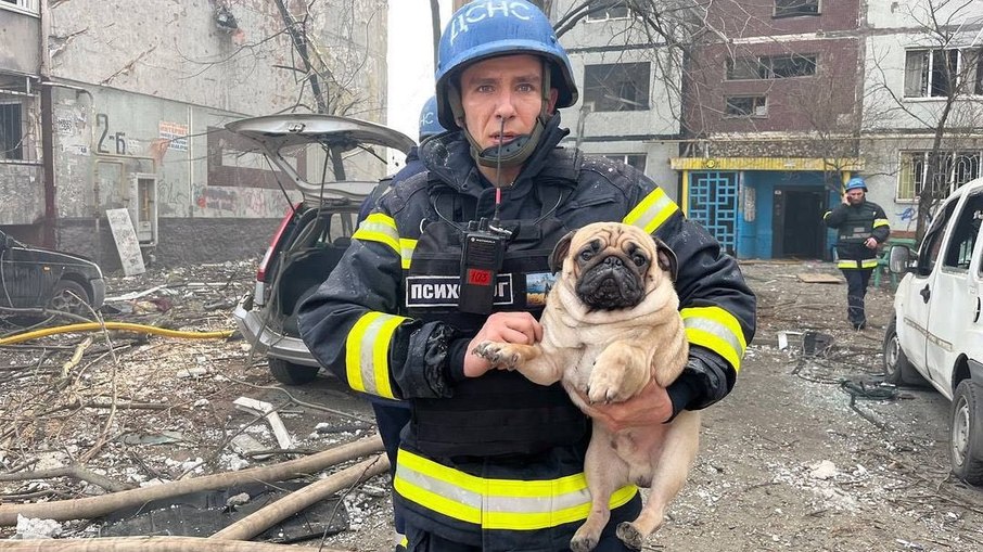 Pug resgatado após edifício ser atingido por míssil na Ucrânia