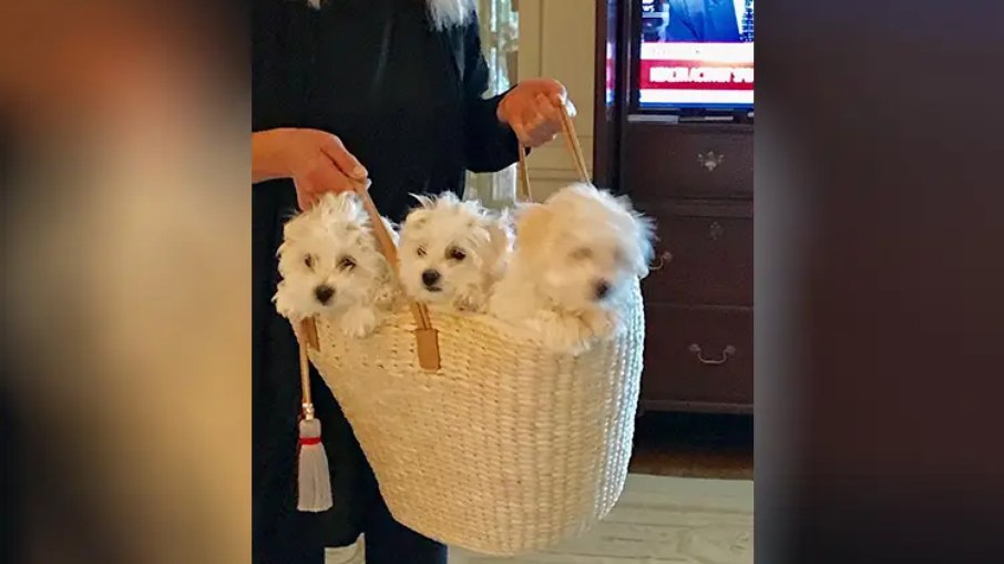 Cachorros clonados de Barbara Streisand   