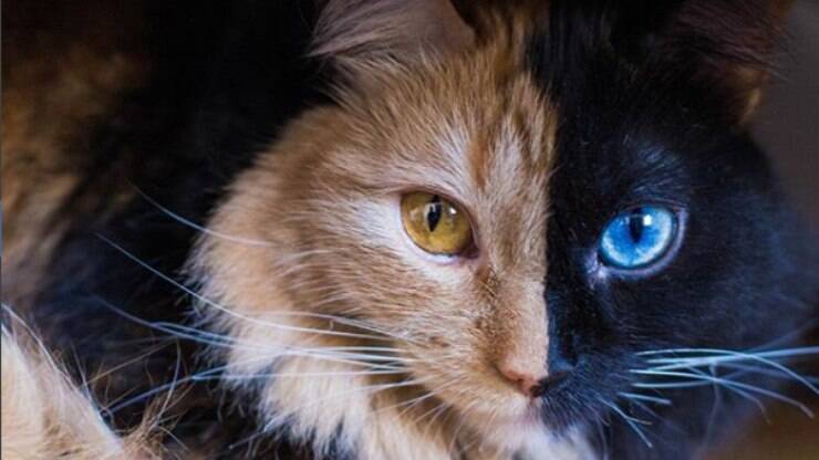 Gatoca: 8 mudanças genéticas nos gatos modernos