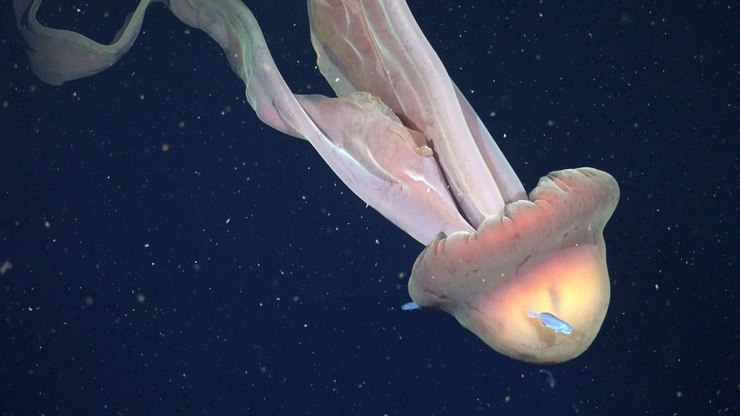 Biólogo relata ter visto animal gigante super raro na Antártica