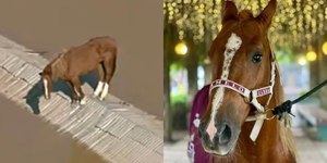 Cavalo Caramelo vira influencer após tragédia no RS