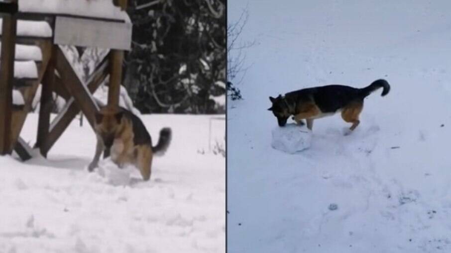 Cachorra cria bola de neve grande o suficiente para ser a base de um boneco de neve