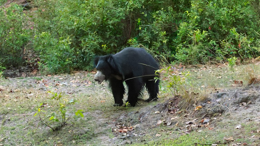 Urso-beiçudo aparenta ser inofensivo, mas é o urso mais reativo e perigoso da Índia: centenas de ataques acontecem todos os anos Urso-beiçudo aparenta ser inofensivo, mas é o urso mais reativo e perigoso da Índia: centenas de ataques acontecem todos os anos