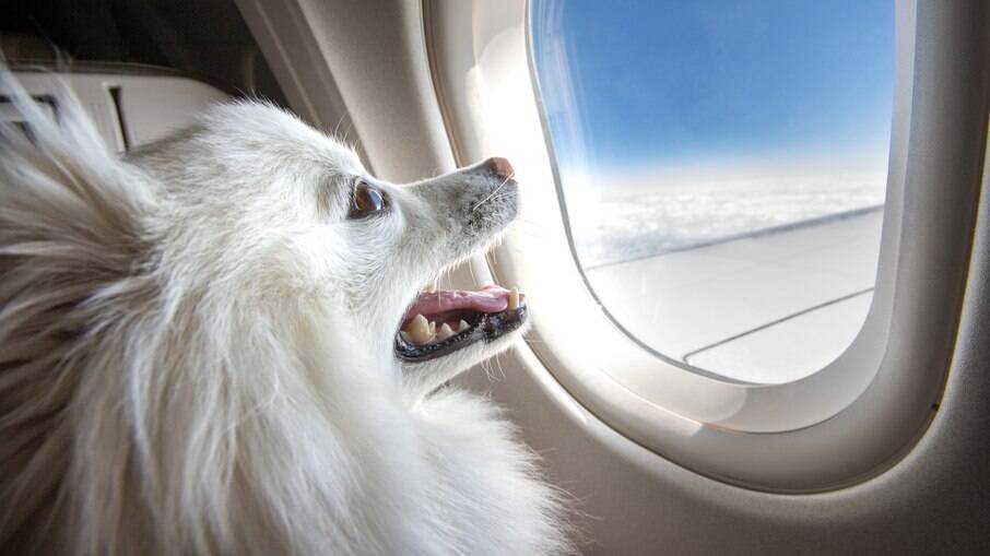 Para viajar de avião com o pet é preciso seguir vários passos