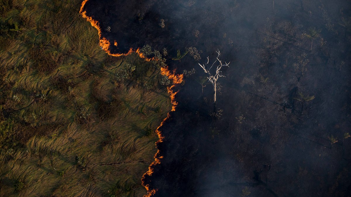 Incêndios na Amazônia cresceram 835% em um ano