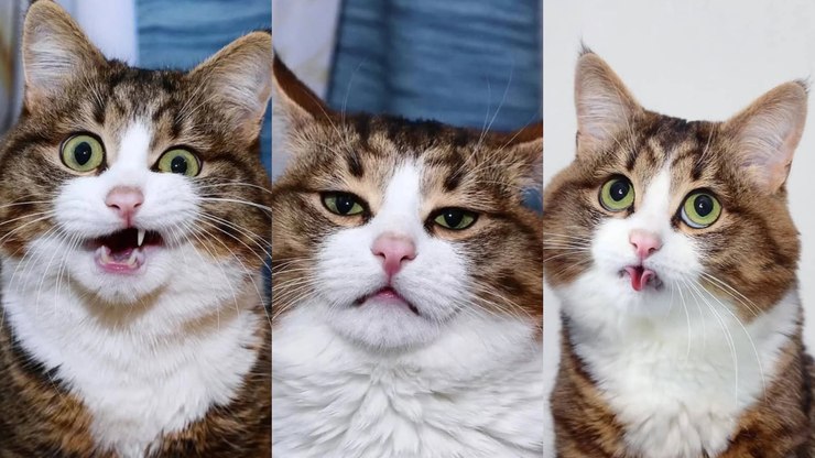 Gato%20de%20tr%C3%AAs%20patas%20viraliza%20por%20express%C3%B5es%20inusitadas%3A%20%22Fofo%22
