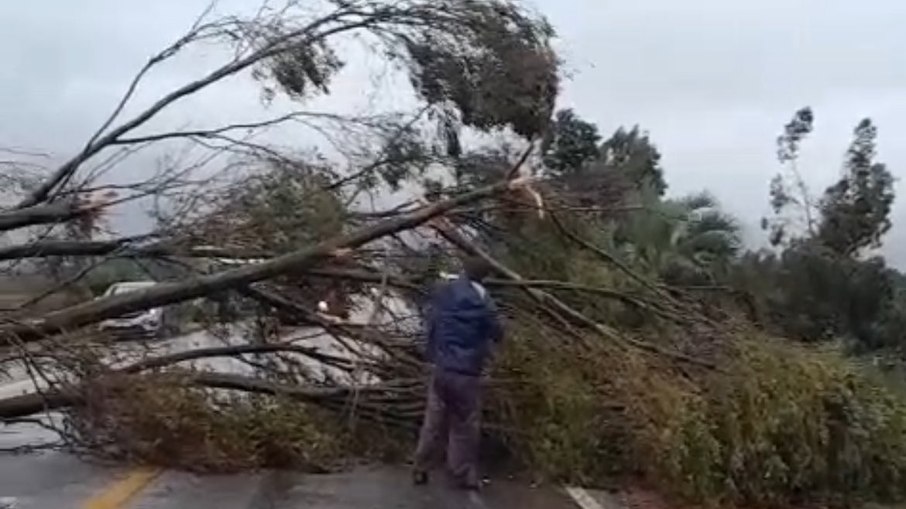 Árvores derrubadas pelos ventos intensos no RS
