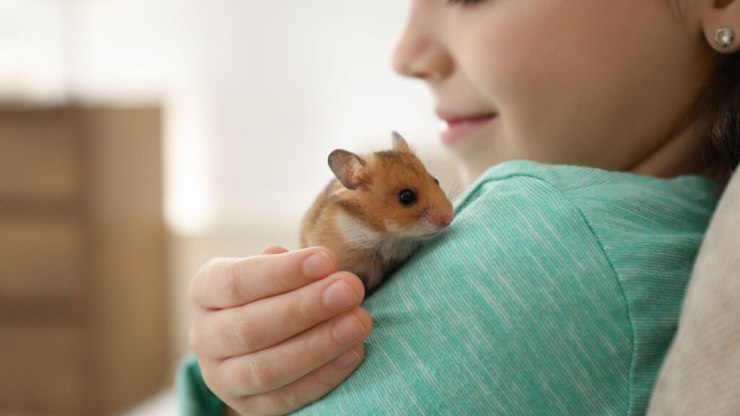 Veja como criar um hamster como animal de estimação
