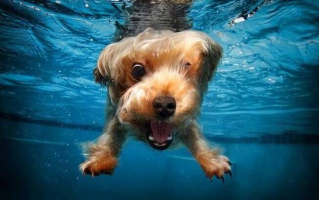 Tudo que você precisa saber sobre a natação canina      